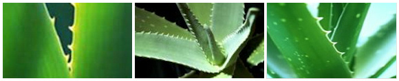 Aloe Vera - Three Plants